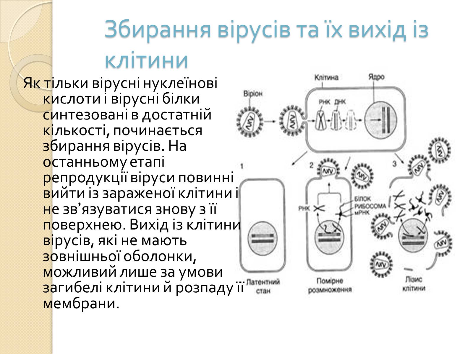 Презентація на тему «Механізми проникнення вірусів у клітини» - Слайд #6