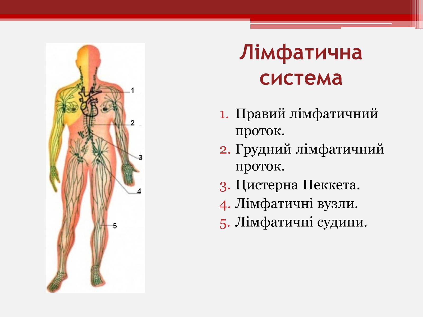 Презентація на тему «Рух крові капілярами і венами» - Слайд #3