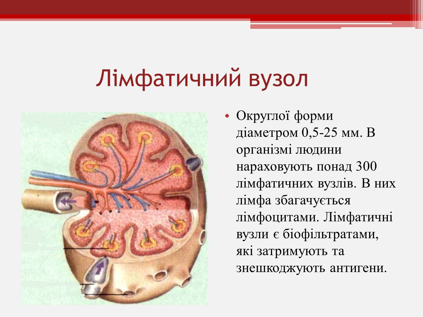 Презентація на тему «Рух крові капілярами і венами» - Слайд #4