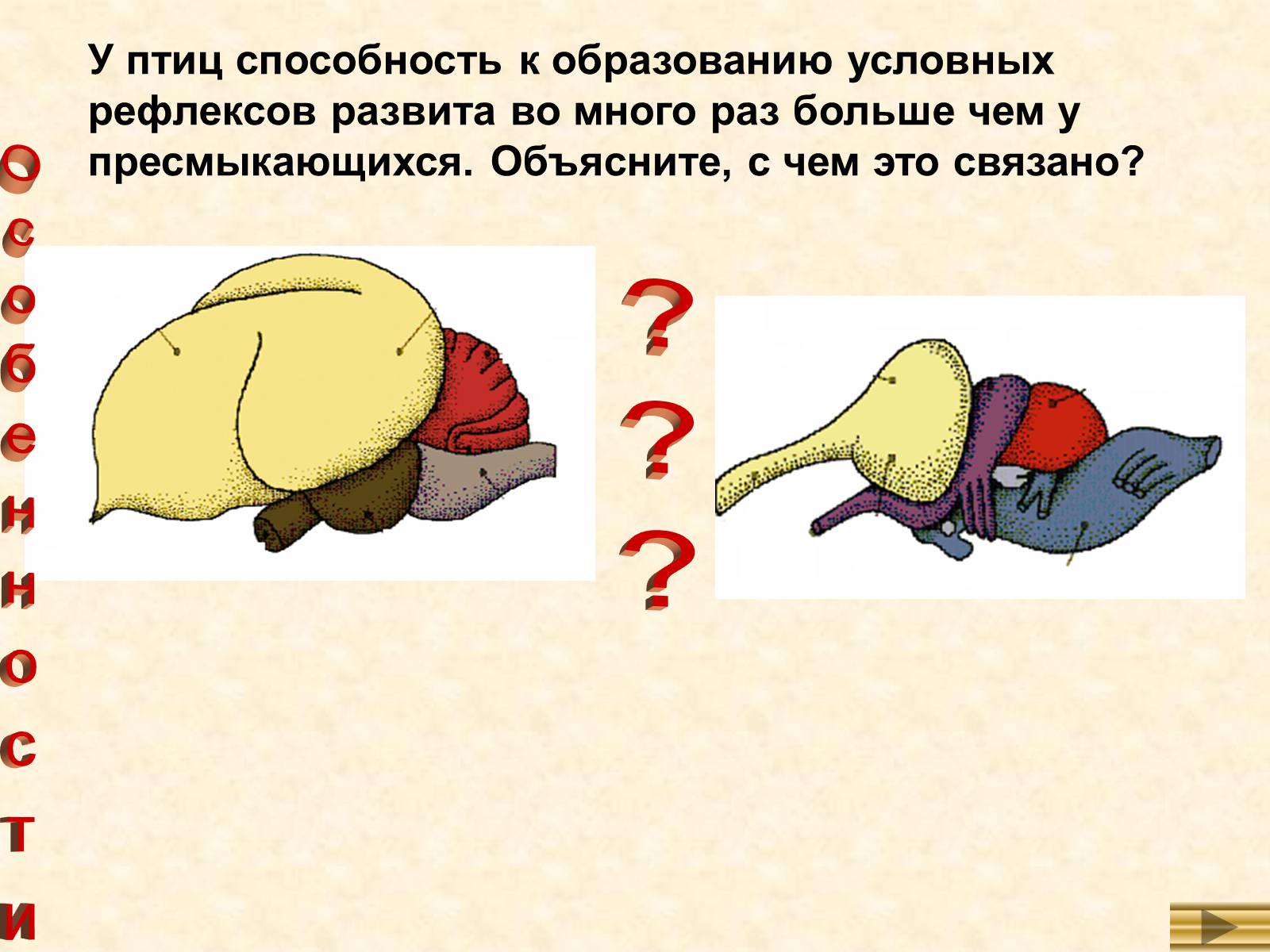 Презентація на тему «Особенности внутреннего строенияптиц в связи с полетом» - Слайд #11