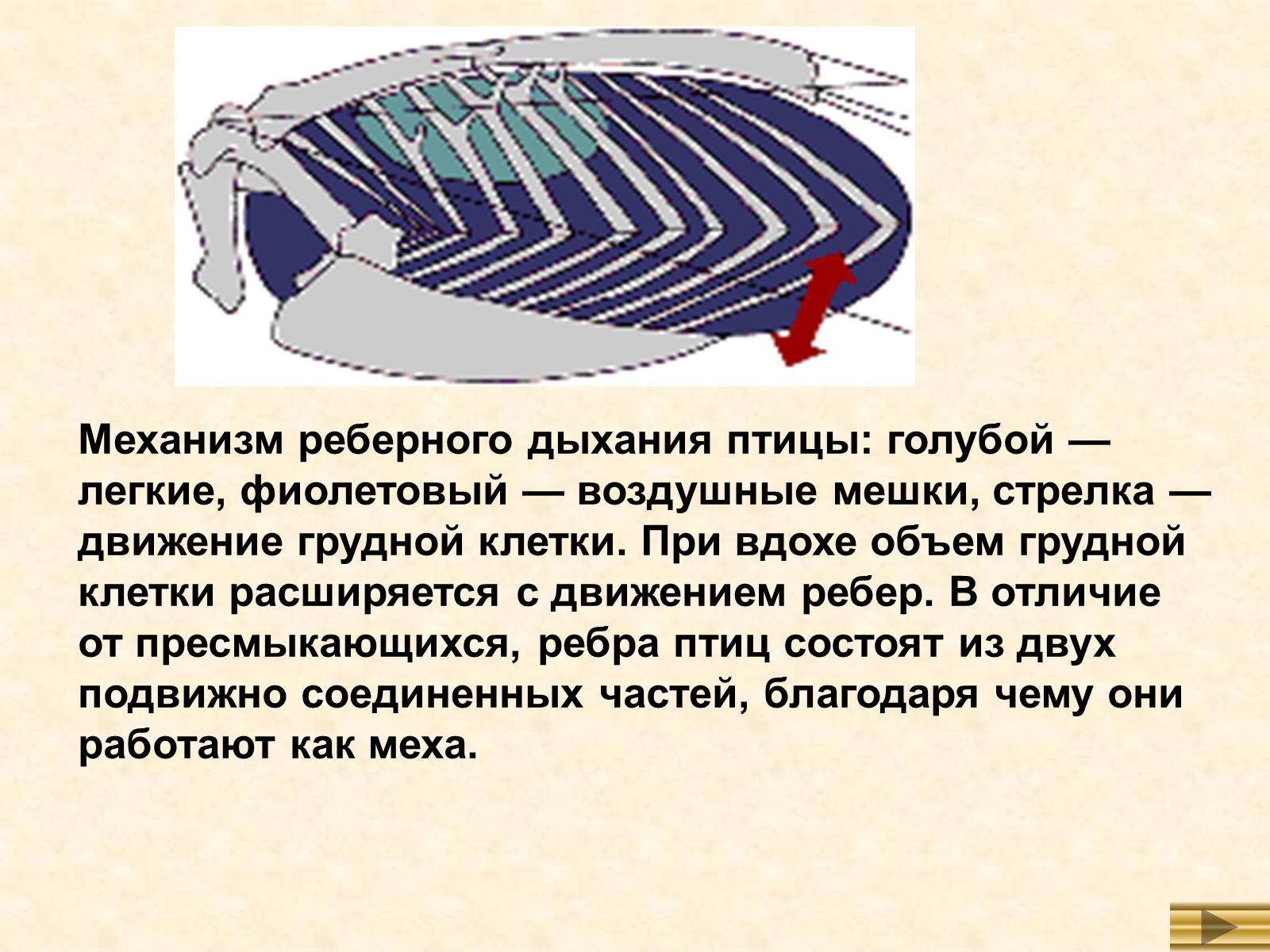 Презентація на тему «Особенности внутреннего строенияптиц в связи с полетом» - Слайд #8