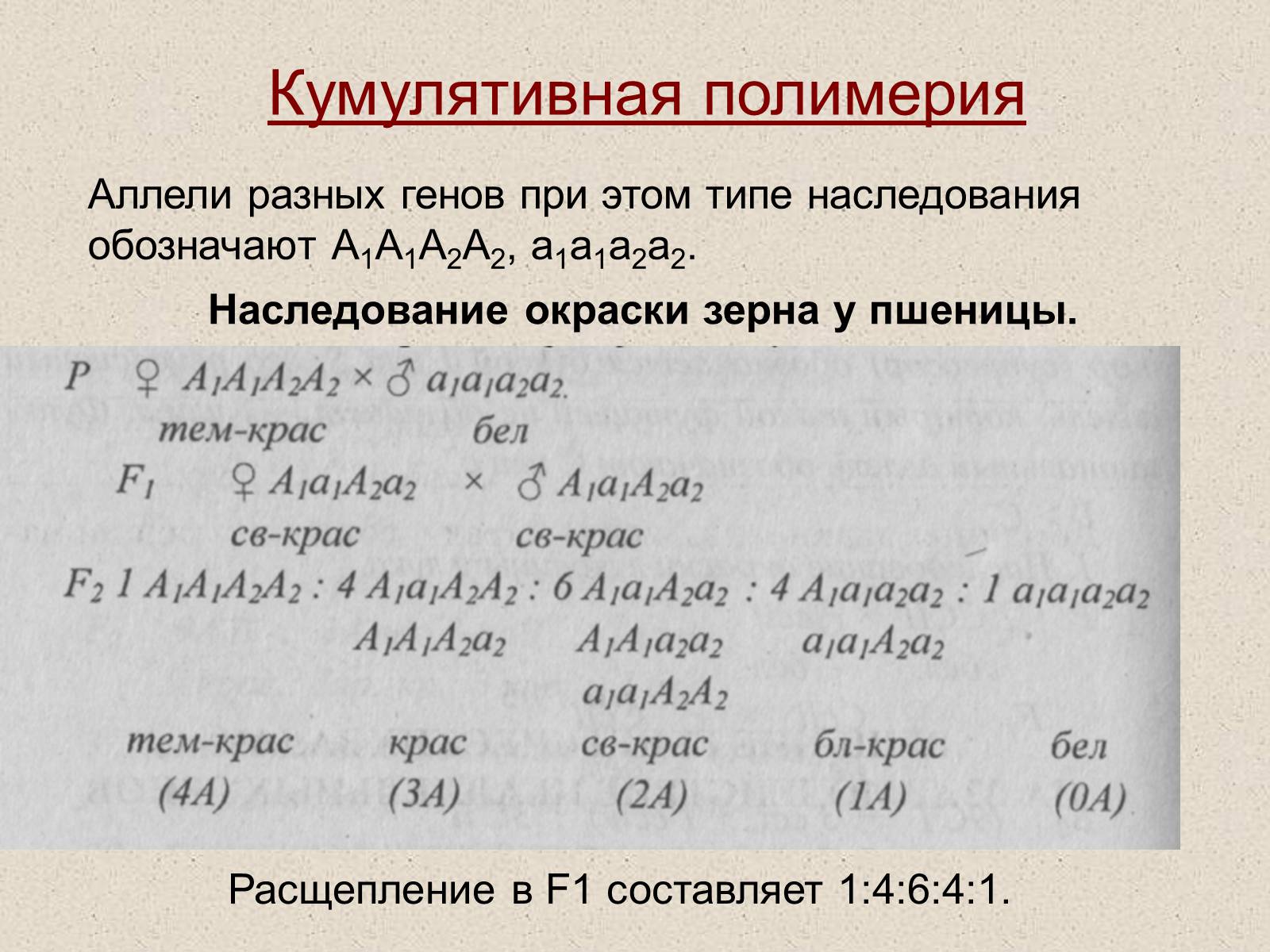 Презентація на тему «Взаимодействие неаллельных генов» - Слайд #11