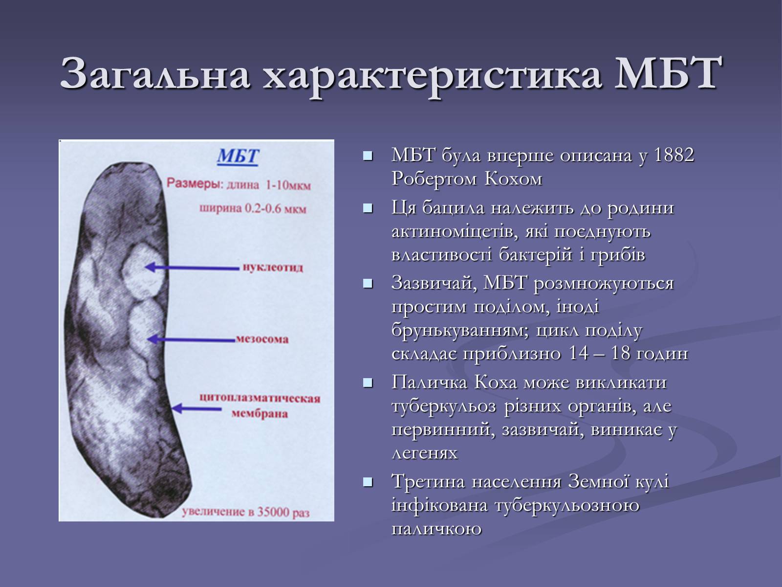 Презентація на тему «Мікобактерія туберкульозу» - Слайд #2