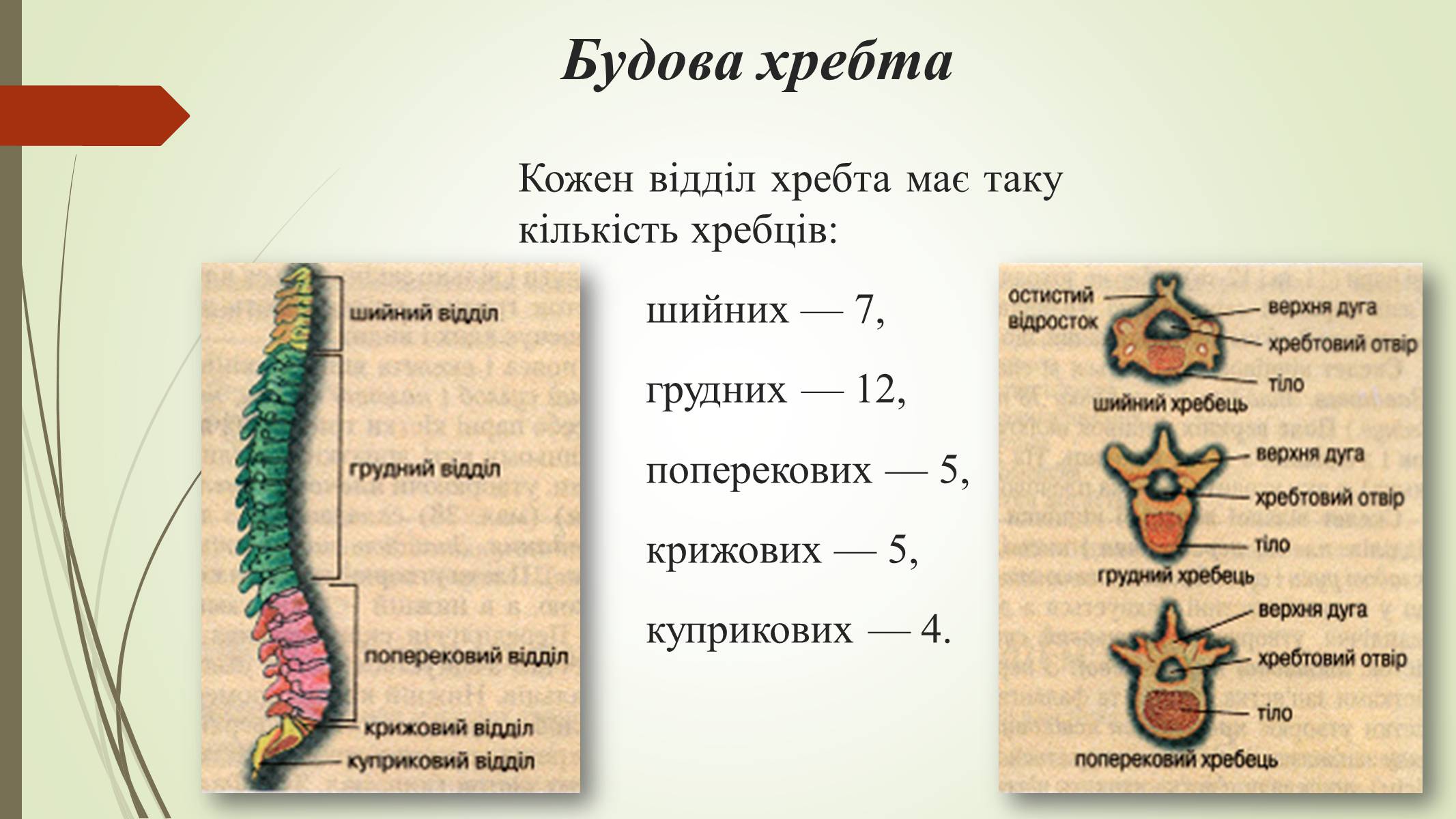 Презентація на тему «Хребет і здоров&#8217;я» - Слайд #10