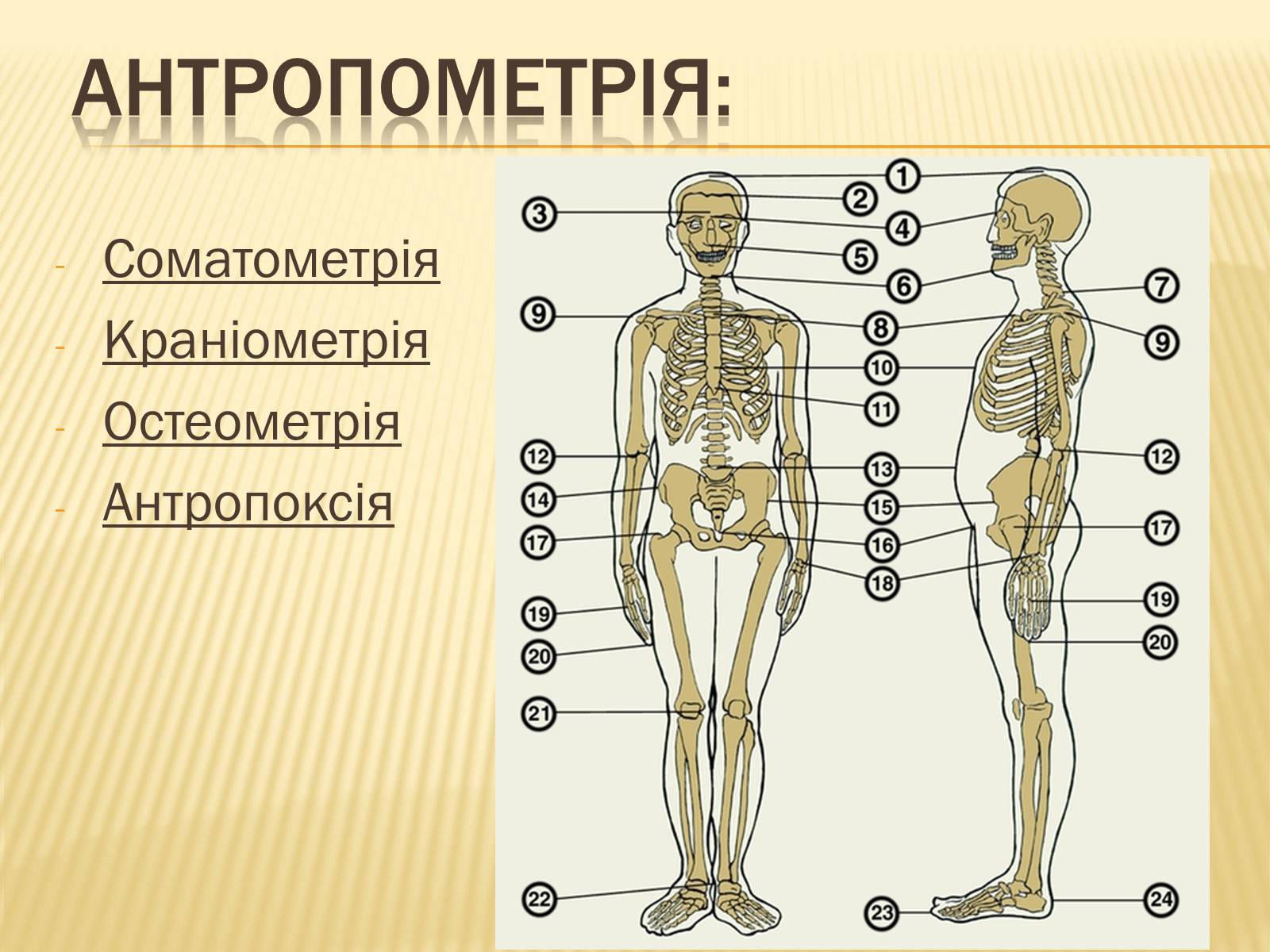 Презентація на тему «Анторопометрія» - Слайд #4