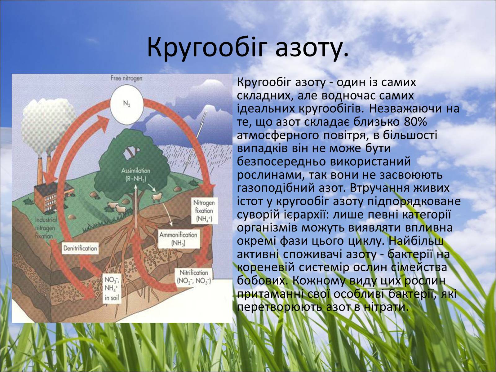 Презентація на тему «Колообіг речовин у природі» (варіант 5) - Слайд #6