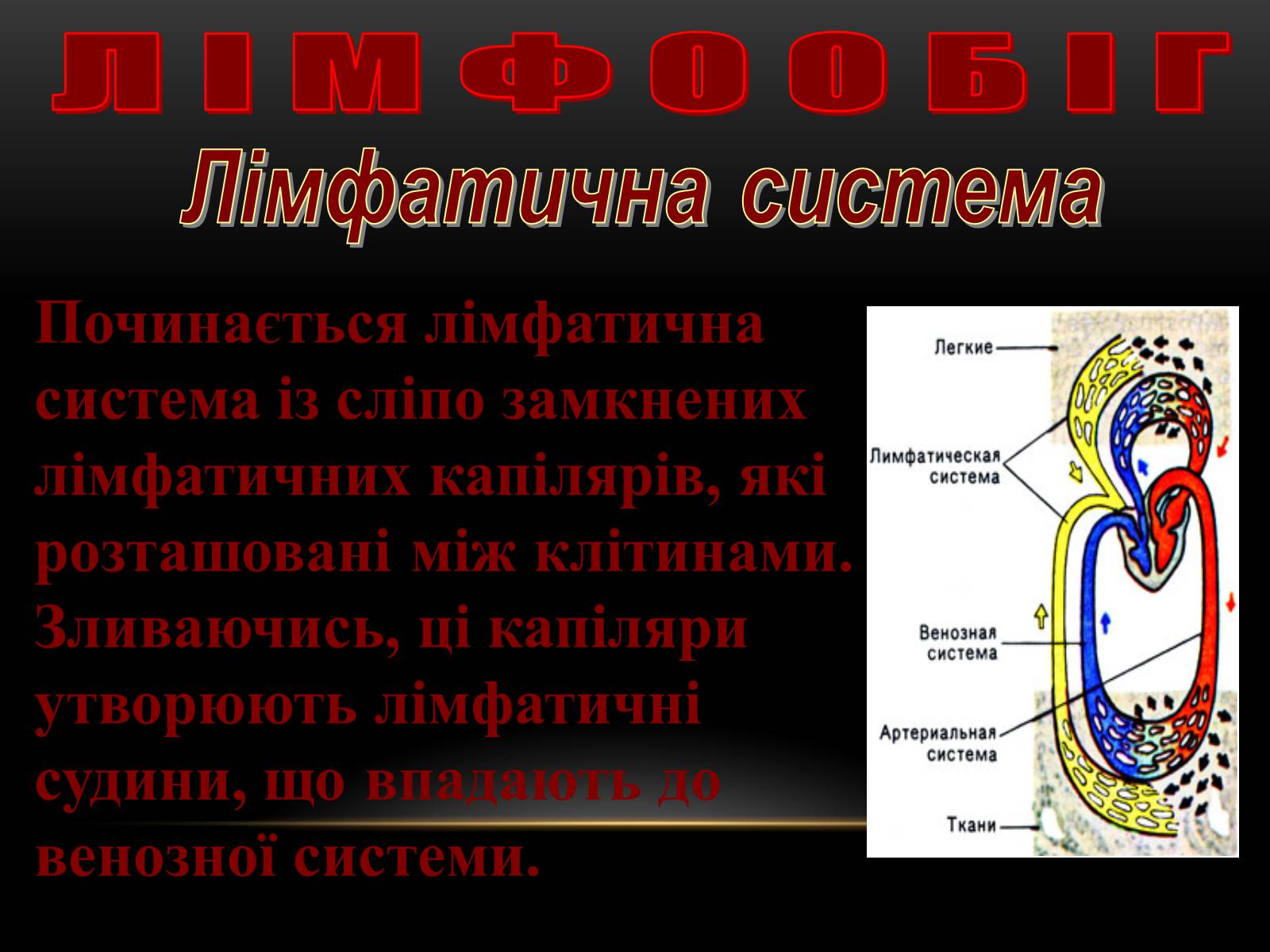 Презентація на тему «Кровообіг і лімфообіг людини» - Слайд #19