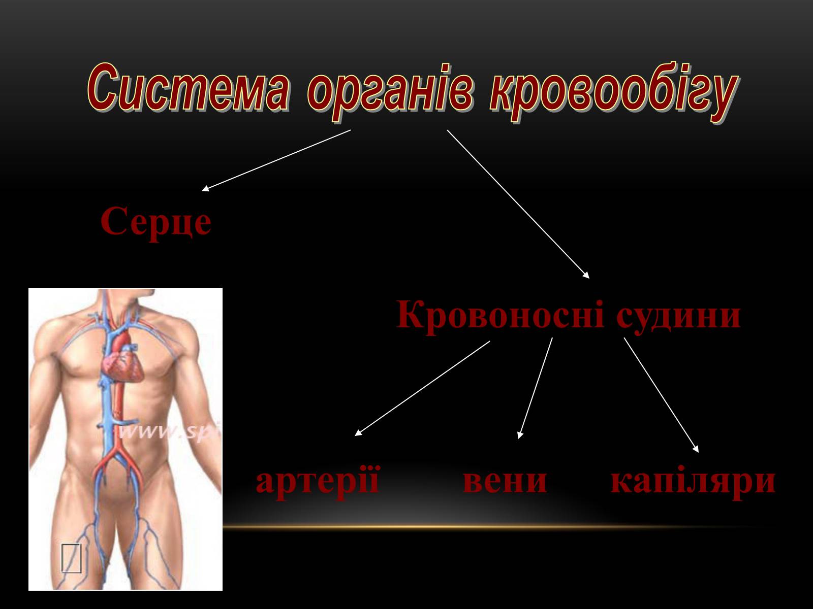 Презентація на тему «Кровообіг і лімфообіг людини» - Слайд #3