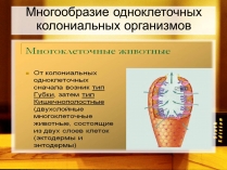 Презентація на тему «Многообразие одноклеточных колониальных организмов»