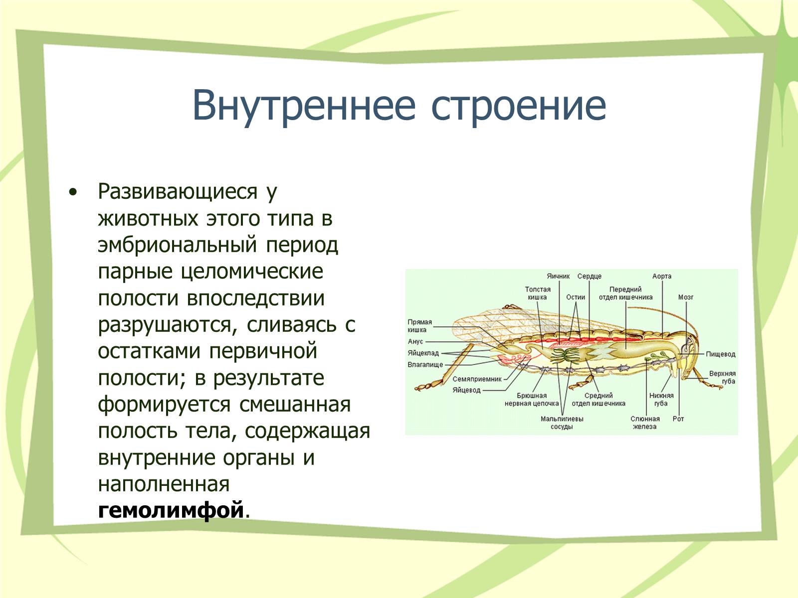 Презентація на тему «Членистоногие» - Слайд #4