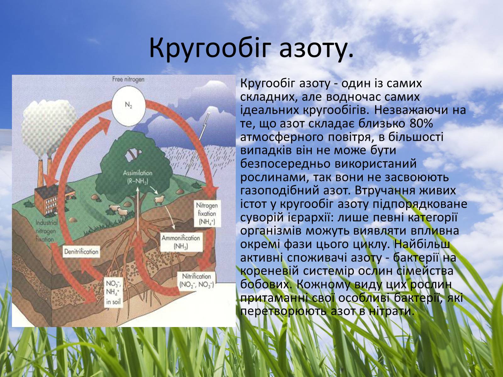 Презентація на тему «Колообіг речовин у природі» (варіант 2) - Слайд #7