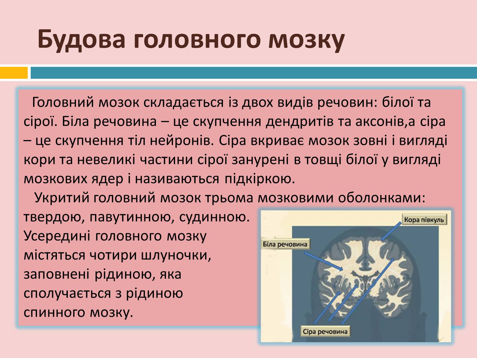 Презентація на тему «Головний мозок» (варіант 2) - Слайд #10