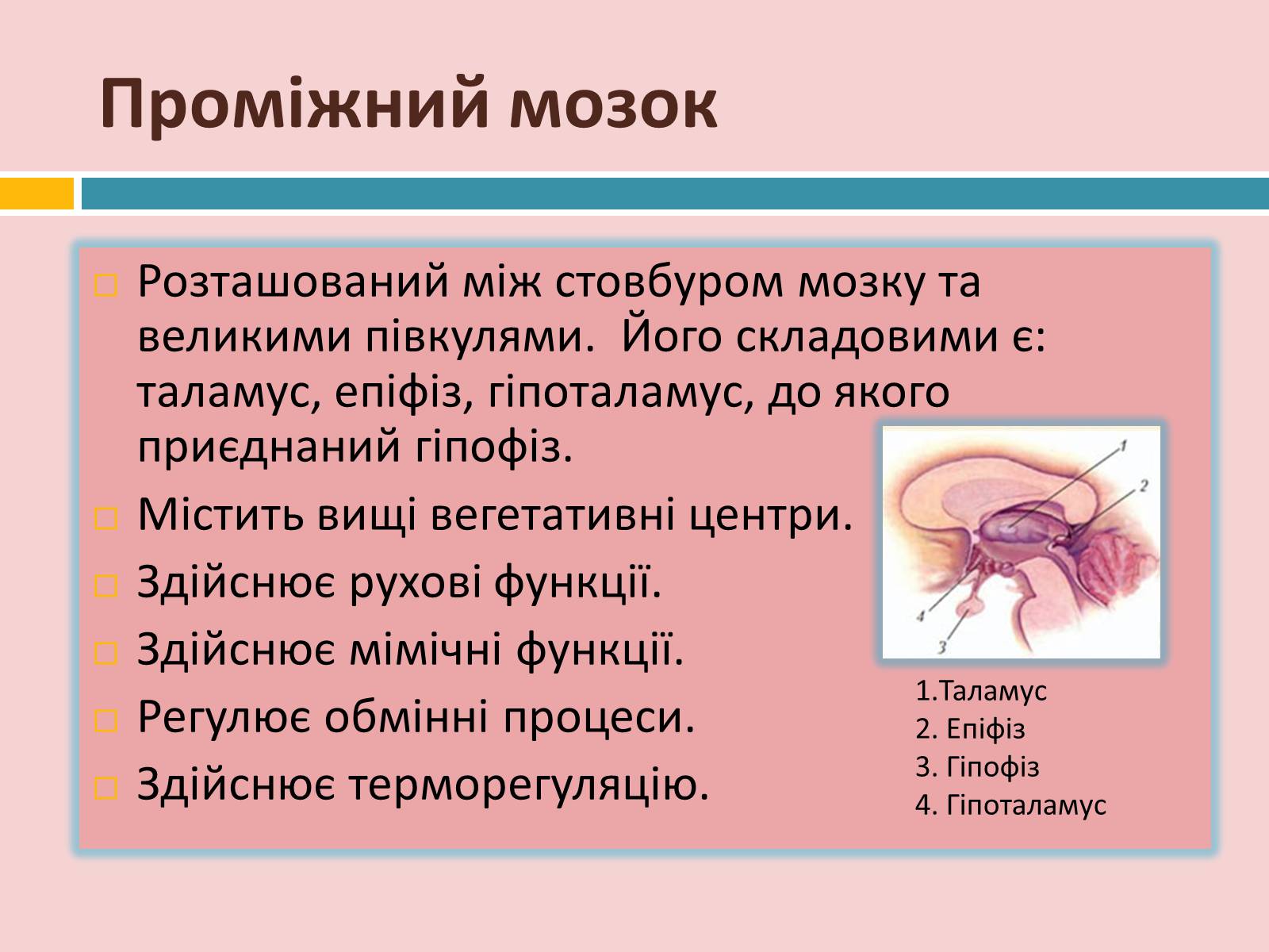 Презентація на тему «Головний мозок» (варіант 2) - Слайд #19