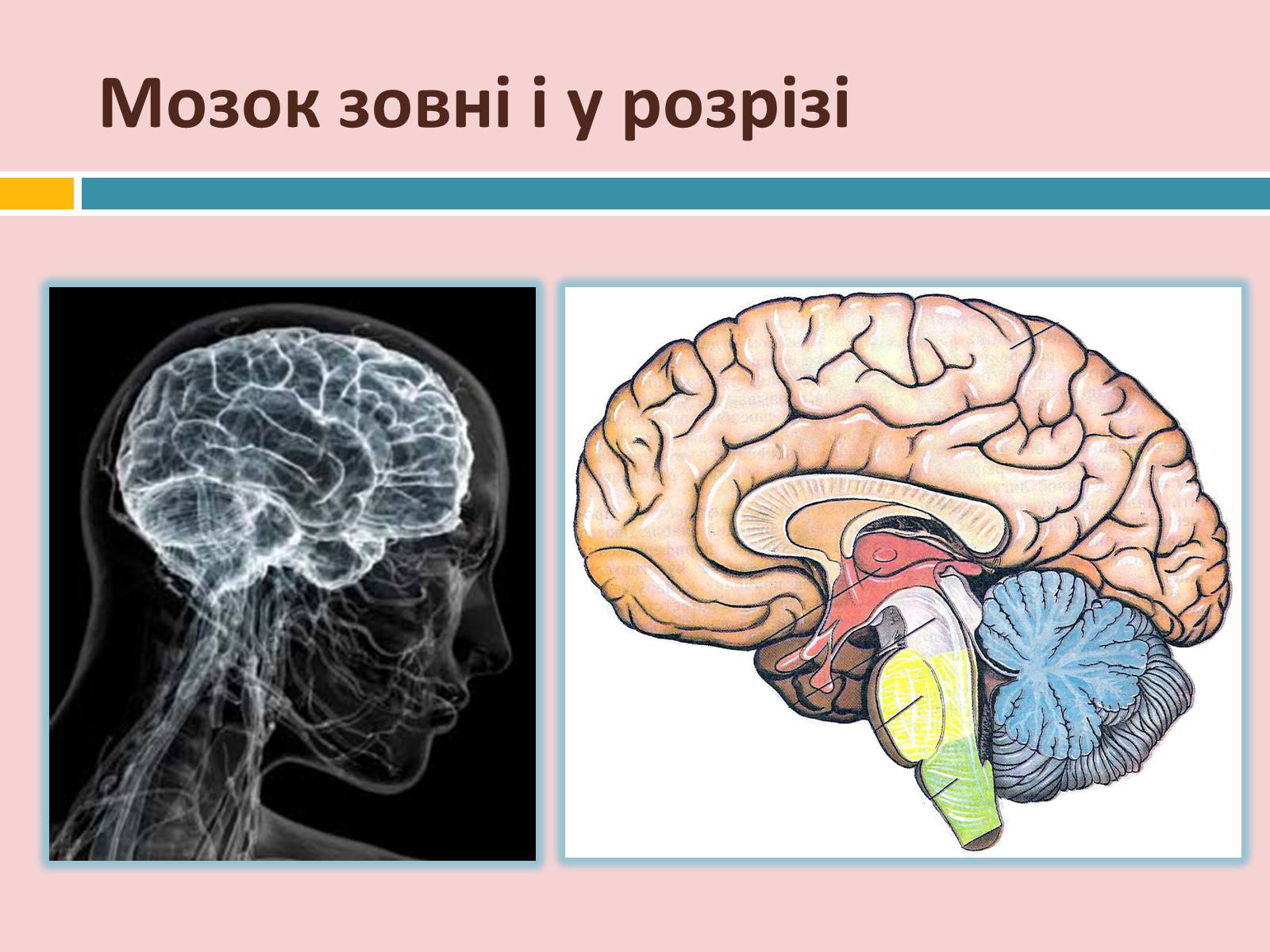 Презентація на тему «Головний мозок» (варіант 2) - Слайд #9