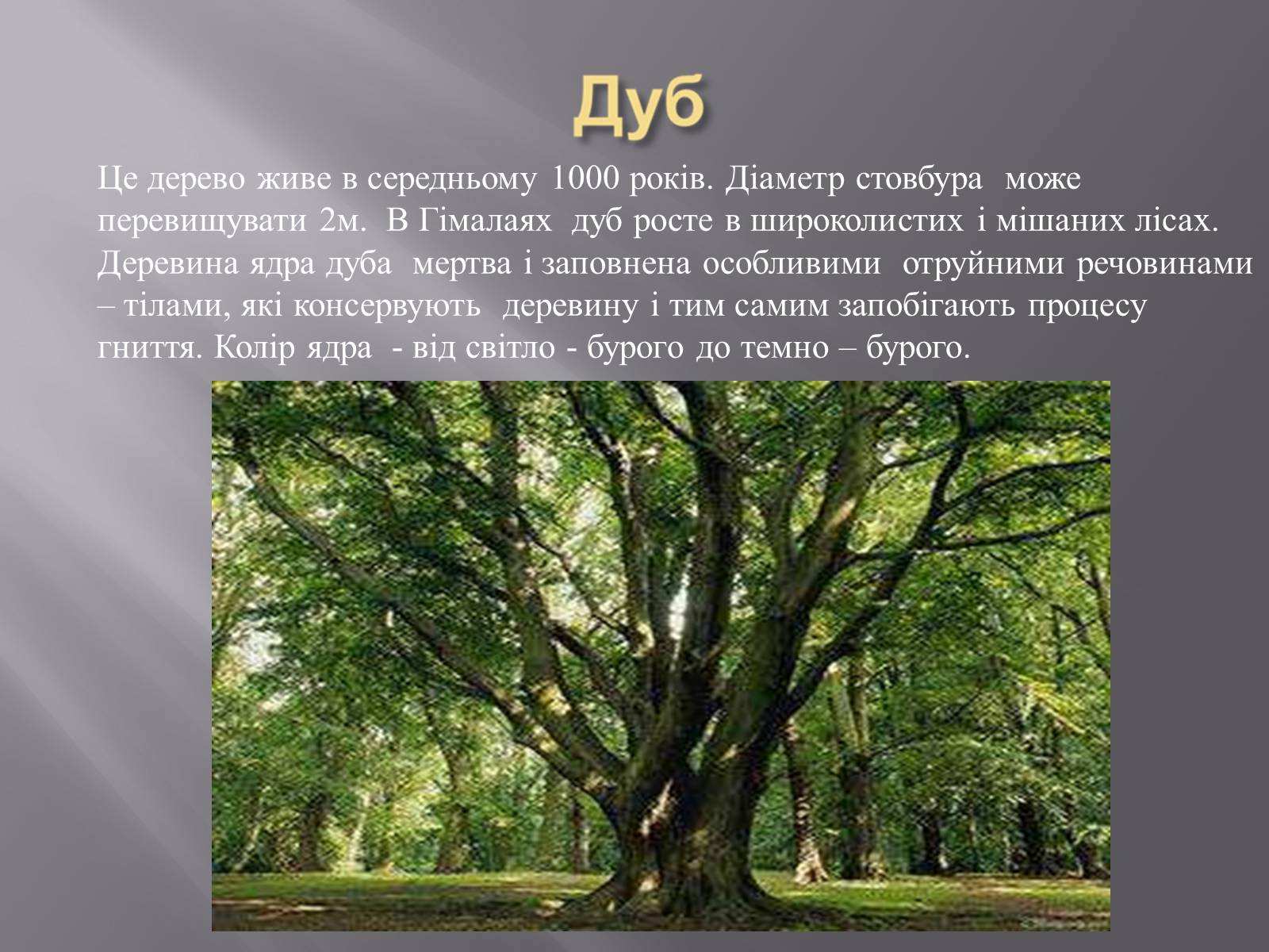 Презентація на тему «Органічний світ Гімалаїв» - Слайд #19