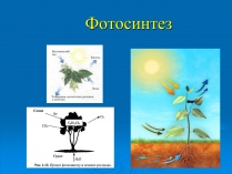 Презентація на тему «Фотосинтез» (варіант 5)