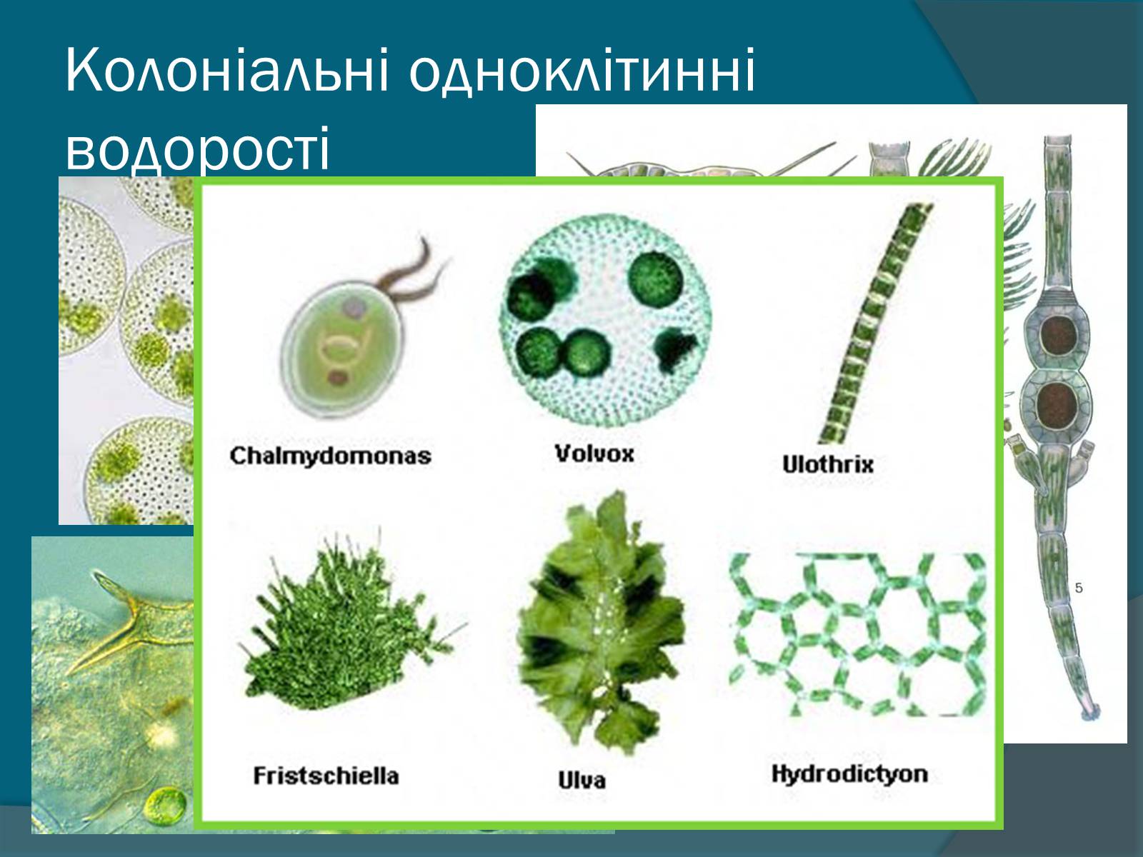 Презентація на тему «Колоніальні одноклітині еукаріоти. Будова значення» - Слайд #6