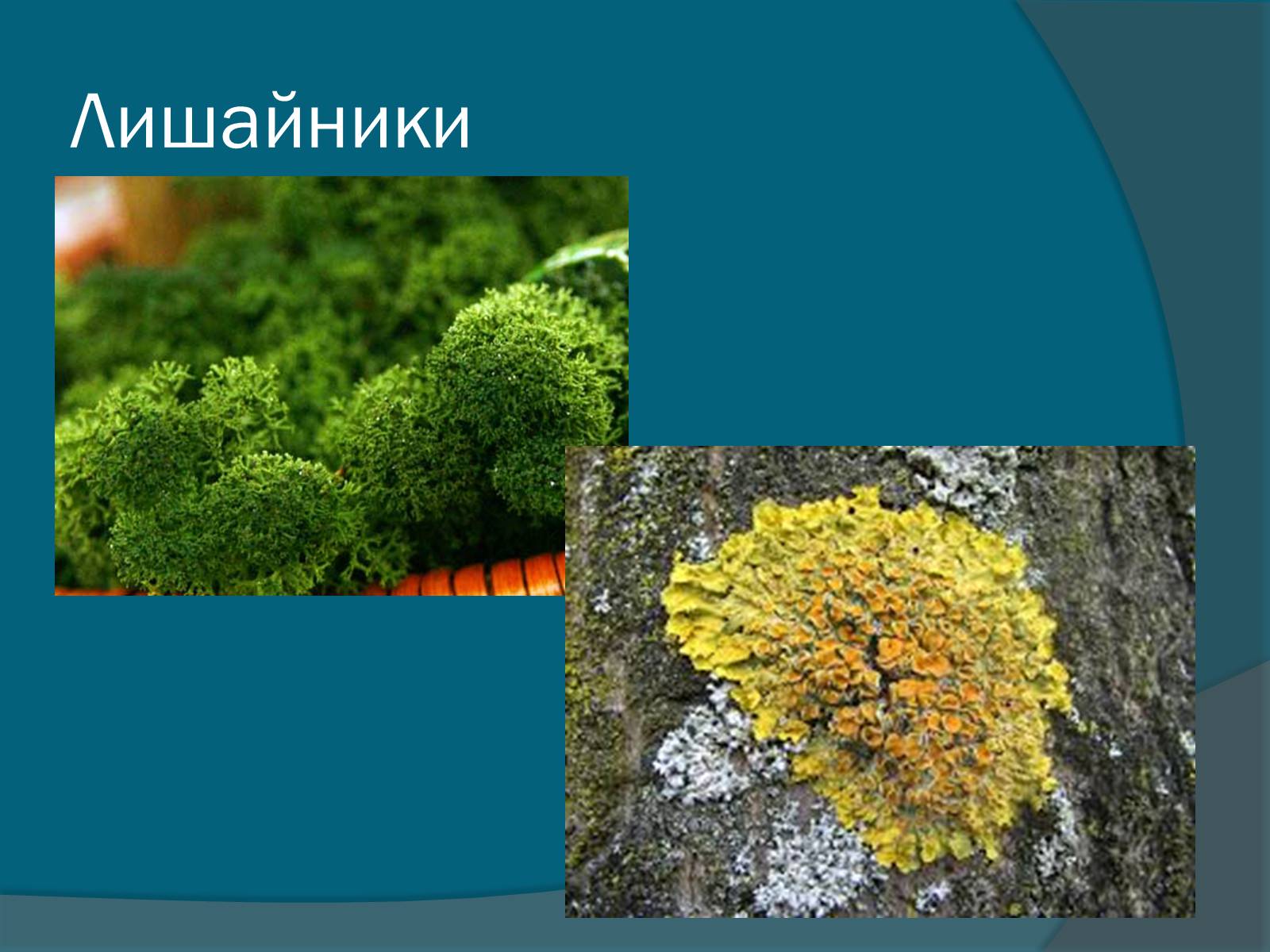 Презентація на тему «Колоніальні одноклітині еукаріоти. Будова значення» - Слайд #7