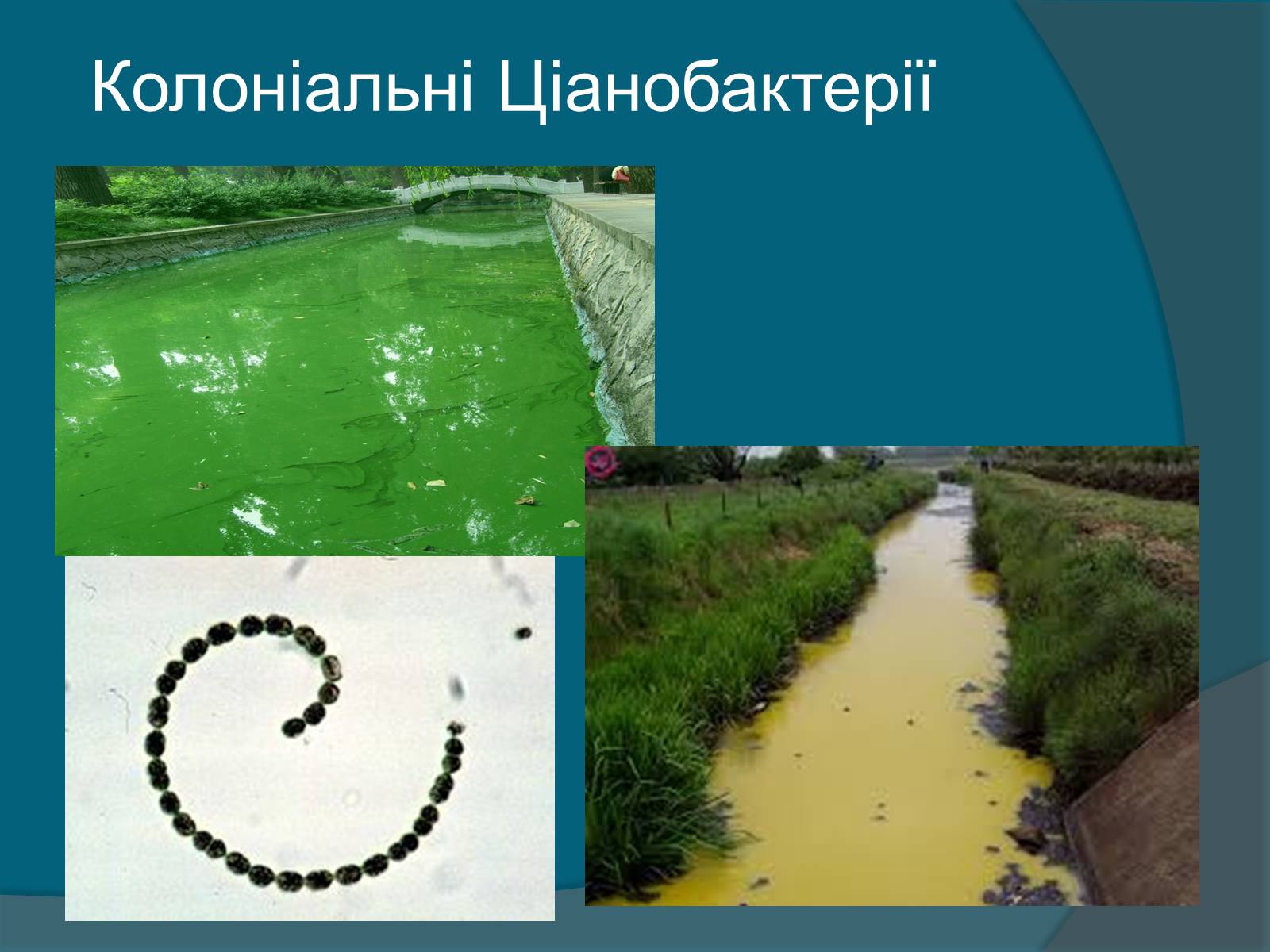 Презентація на тему «Колоніальні одноклітині еукаріоти. Будова значення» - Слайд #8