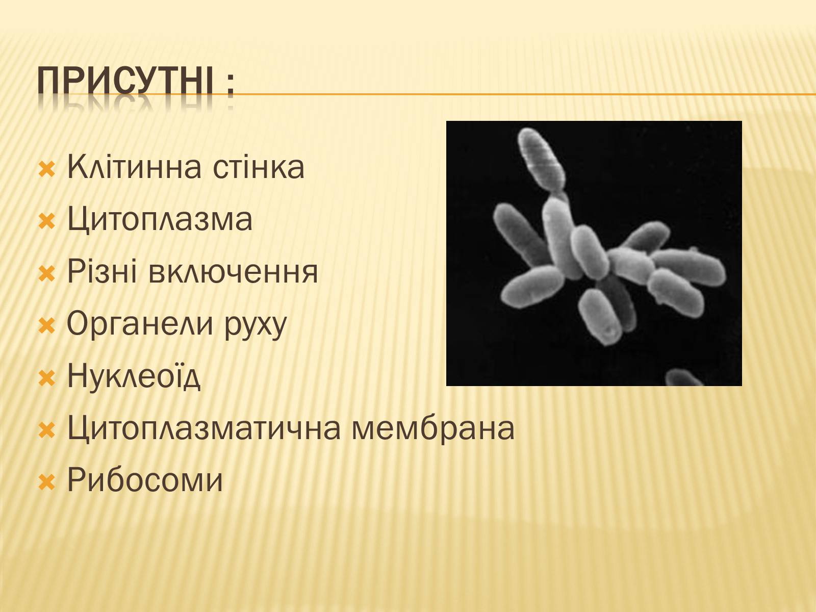 Презентація на тему «Будова прокаріотів» (варіант 1) - Слайд #4