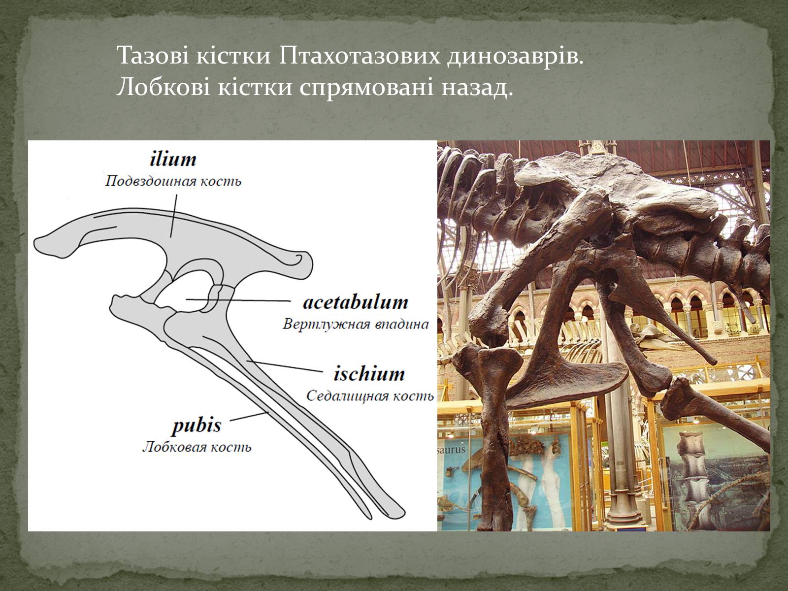 Презентація на тему «Історичний розвиток і різноманітність органічного світу» - Слайд #9