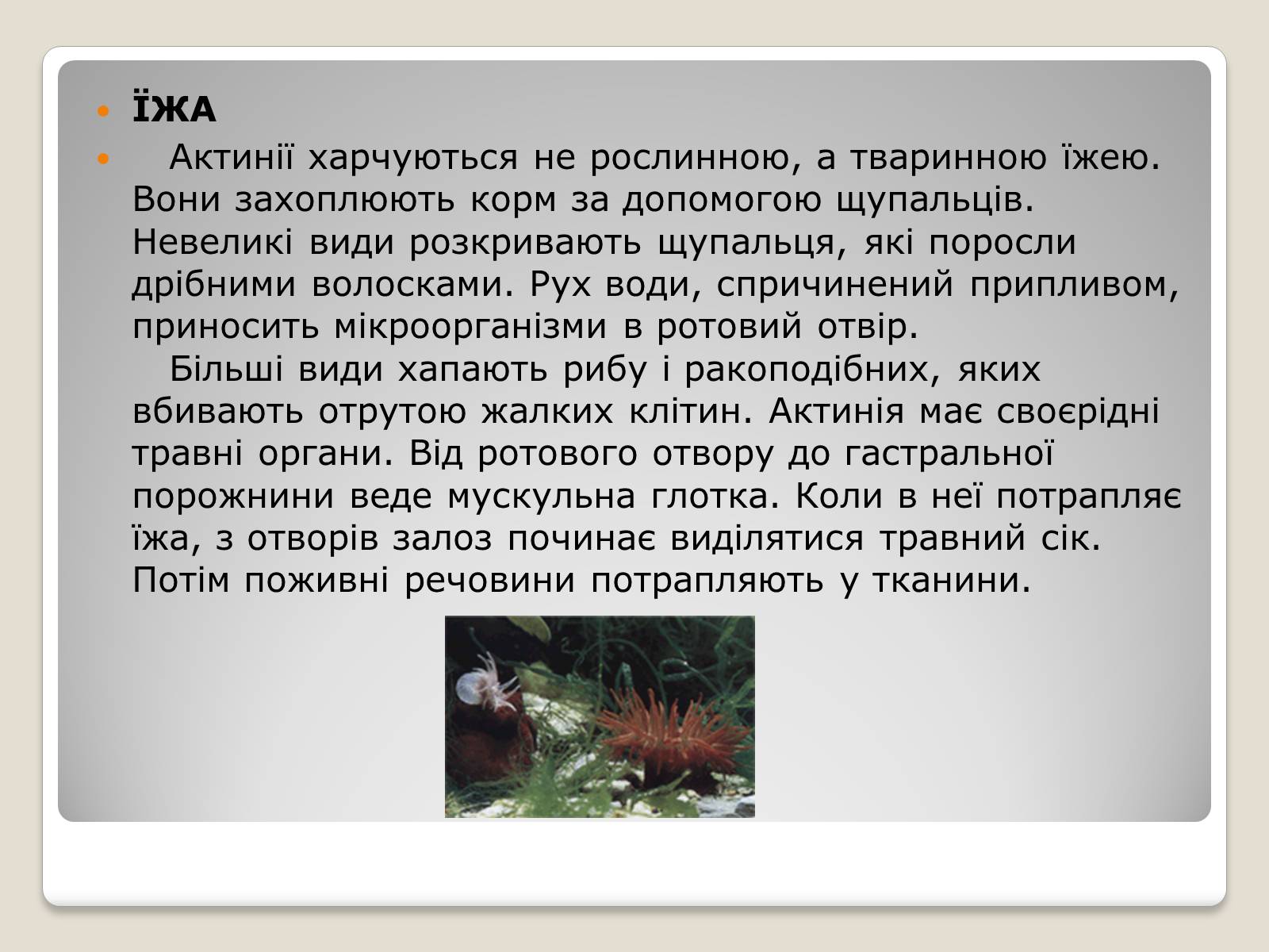 Презентація на тему «Актинії» - Слайд #4