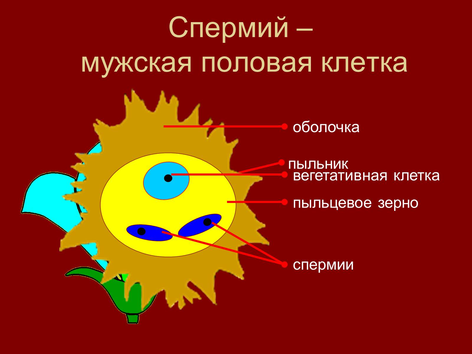 Презентація на тему «Оплодотворение цветковых растений» - Слайд #4