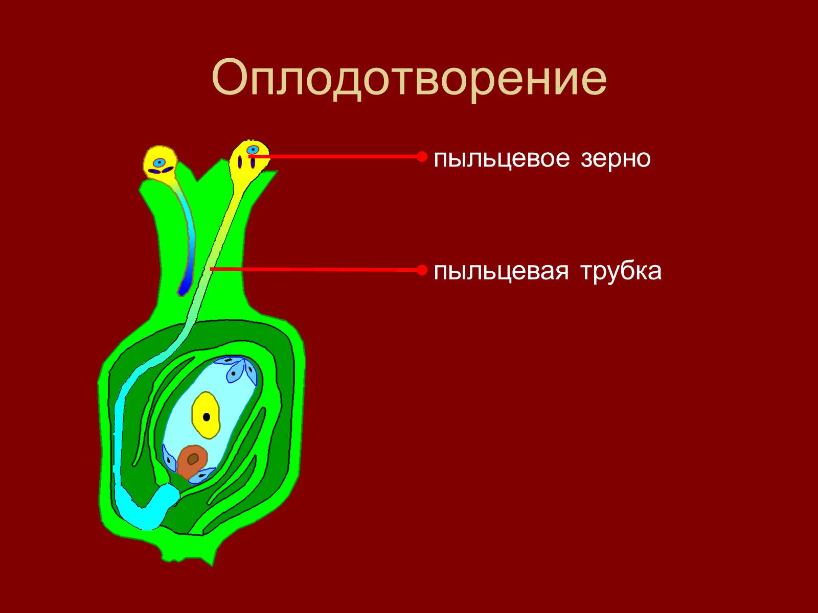 Презентація на тему «Оплодотворение цветковых растений» - Слайд #6