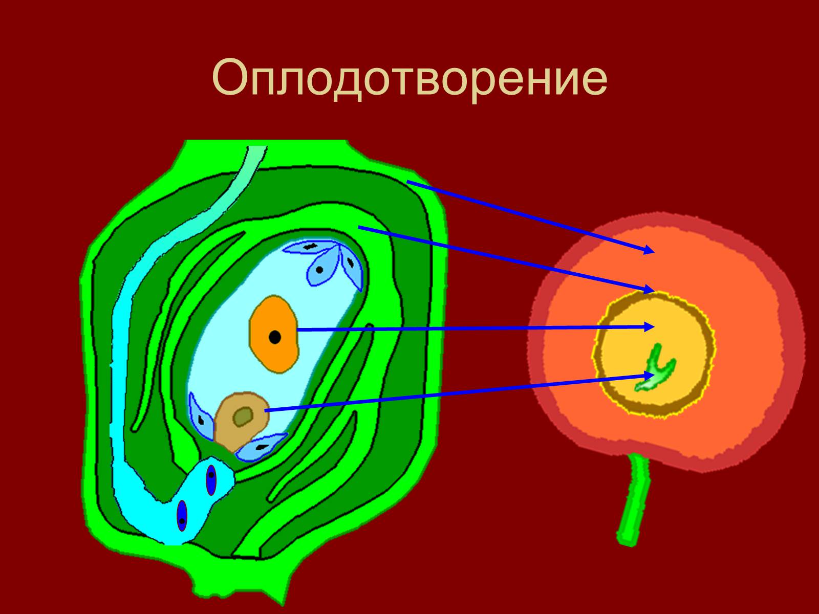 Презентація на тему «Оплодотворение цветковых растений» - Слайд #7