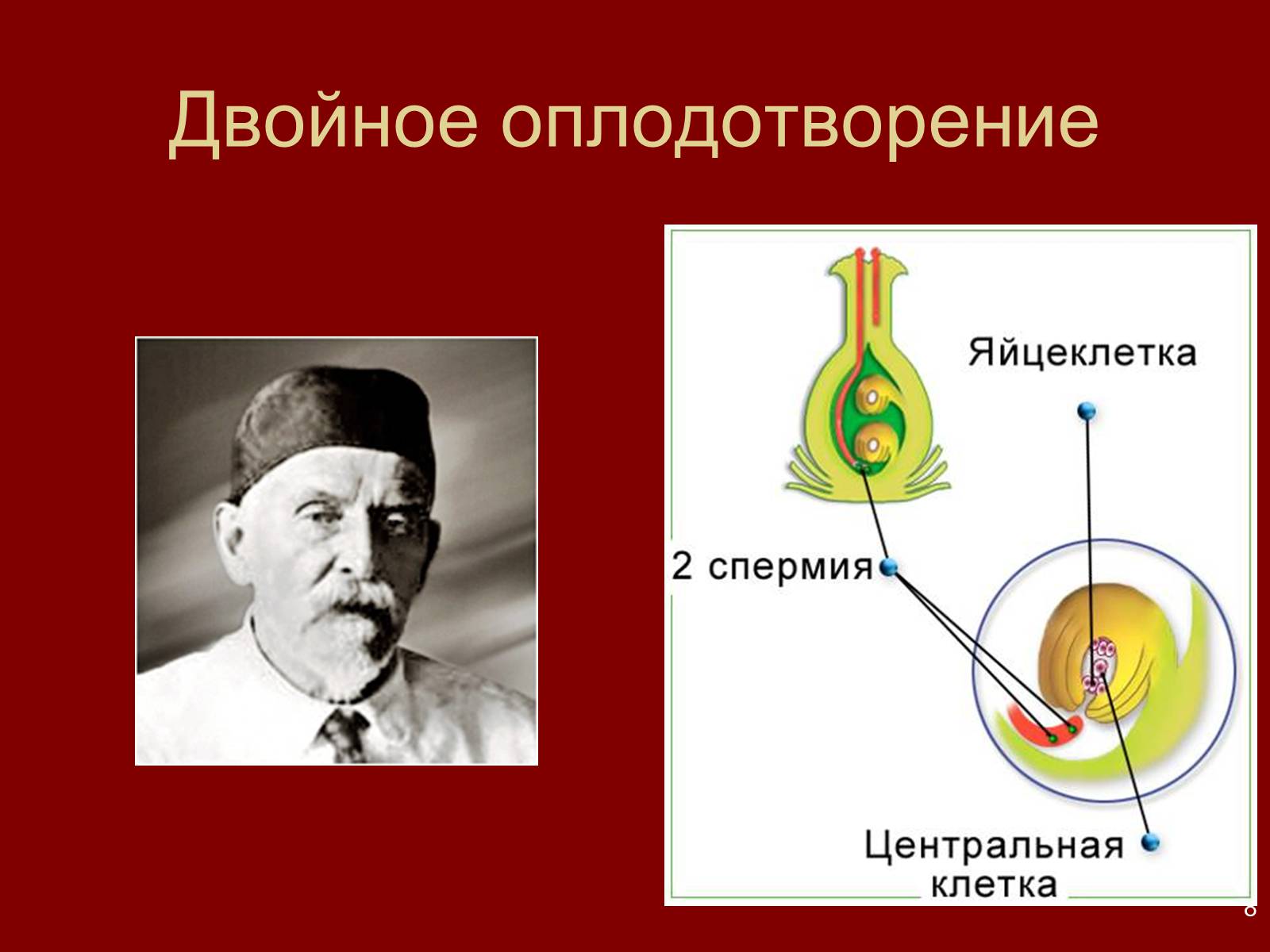 Презентація на тему «Оплодотворение цветковых растений» - Слайд #8