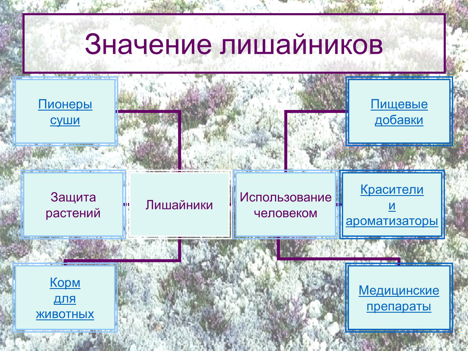 Презентація на тему «Значение лишайников» - Слайд #4