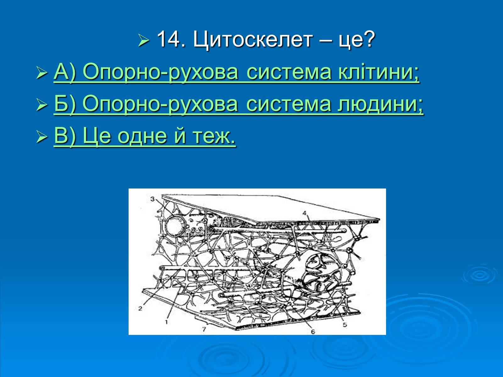 Презентація на тему «Біологія» (варіант 3) - Слайд #15