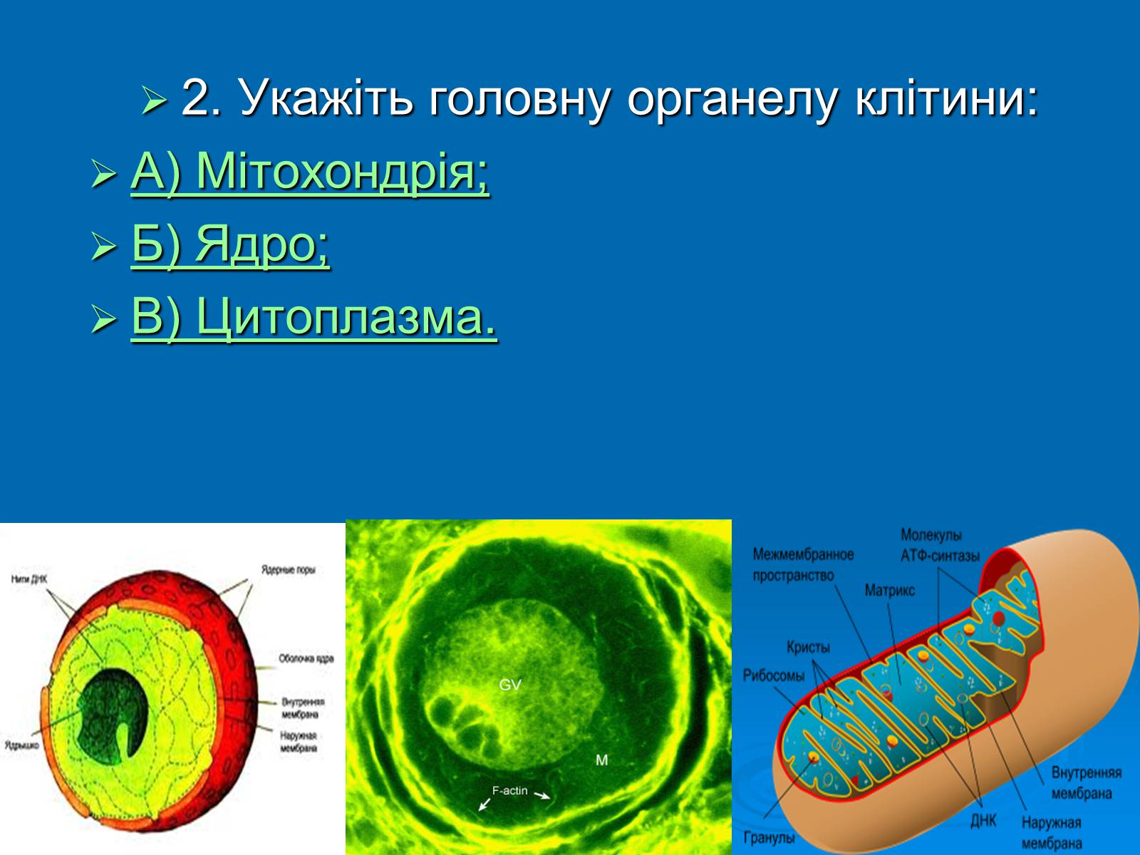 Презентація на тему «Біологія» (варіант 3) - Слайд #3