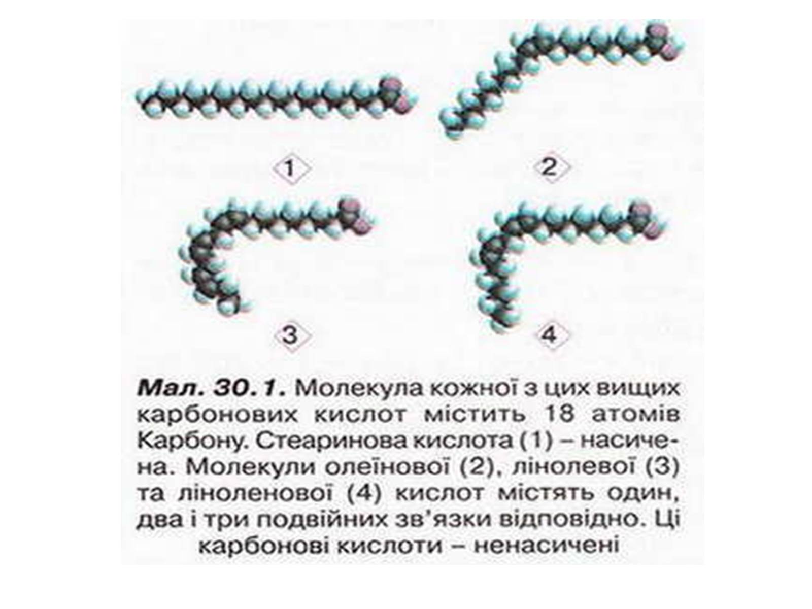 Презентація на тему «Жири, склад жирів, їх утворення» (варіант 1) - Слайд #11