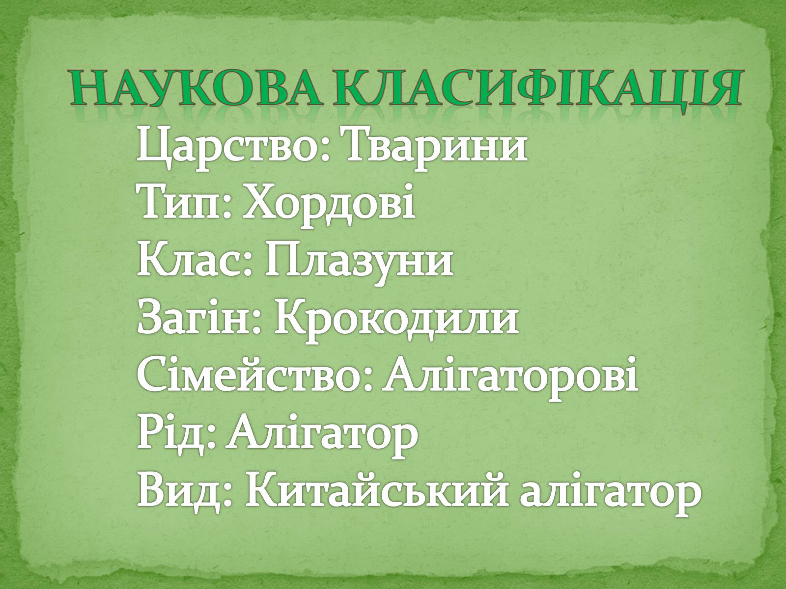 Презентація на тему «Китайський алігатор» - Слайд #2