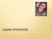 Презентація на тему «Будова прокаріотів» (варіант 2)