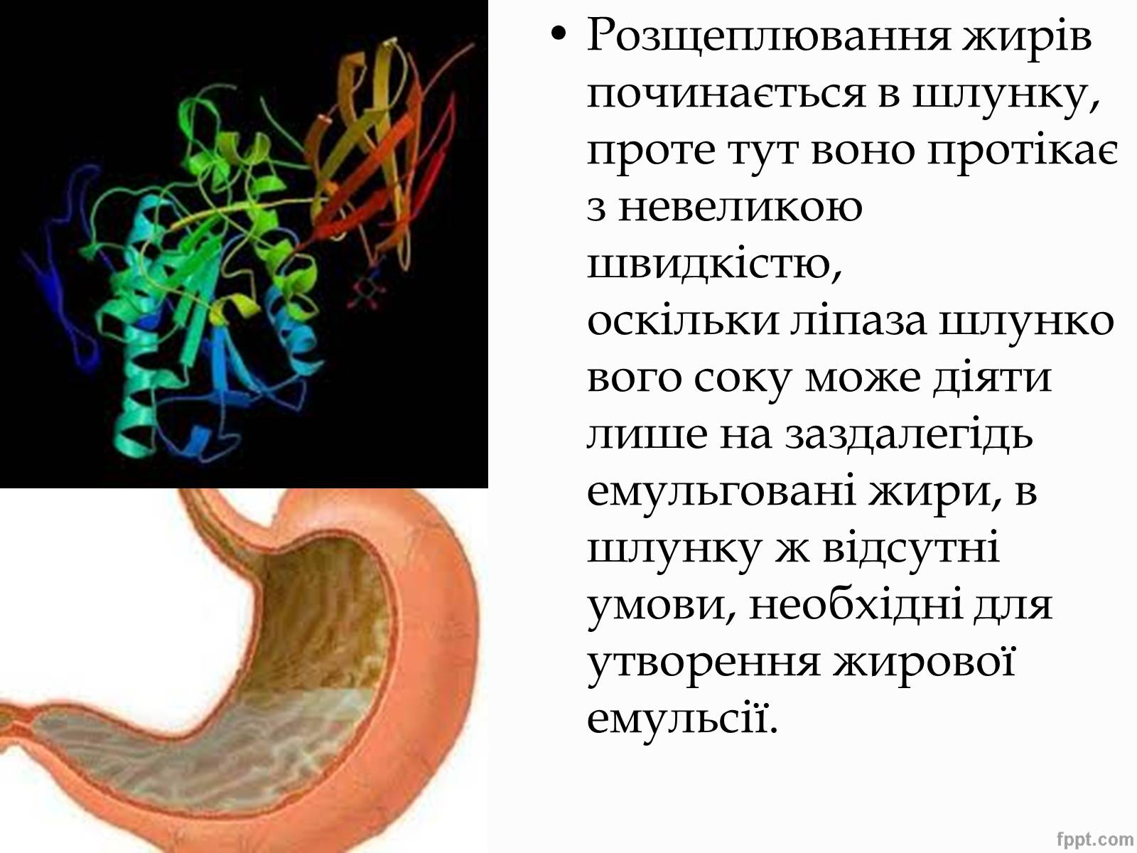 Презентація на тему «Перетворення в організмі жирів» - Слайд #16