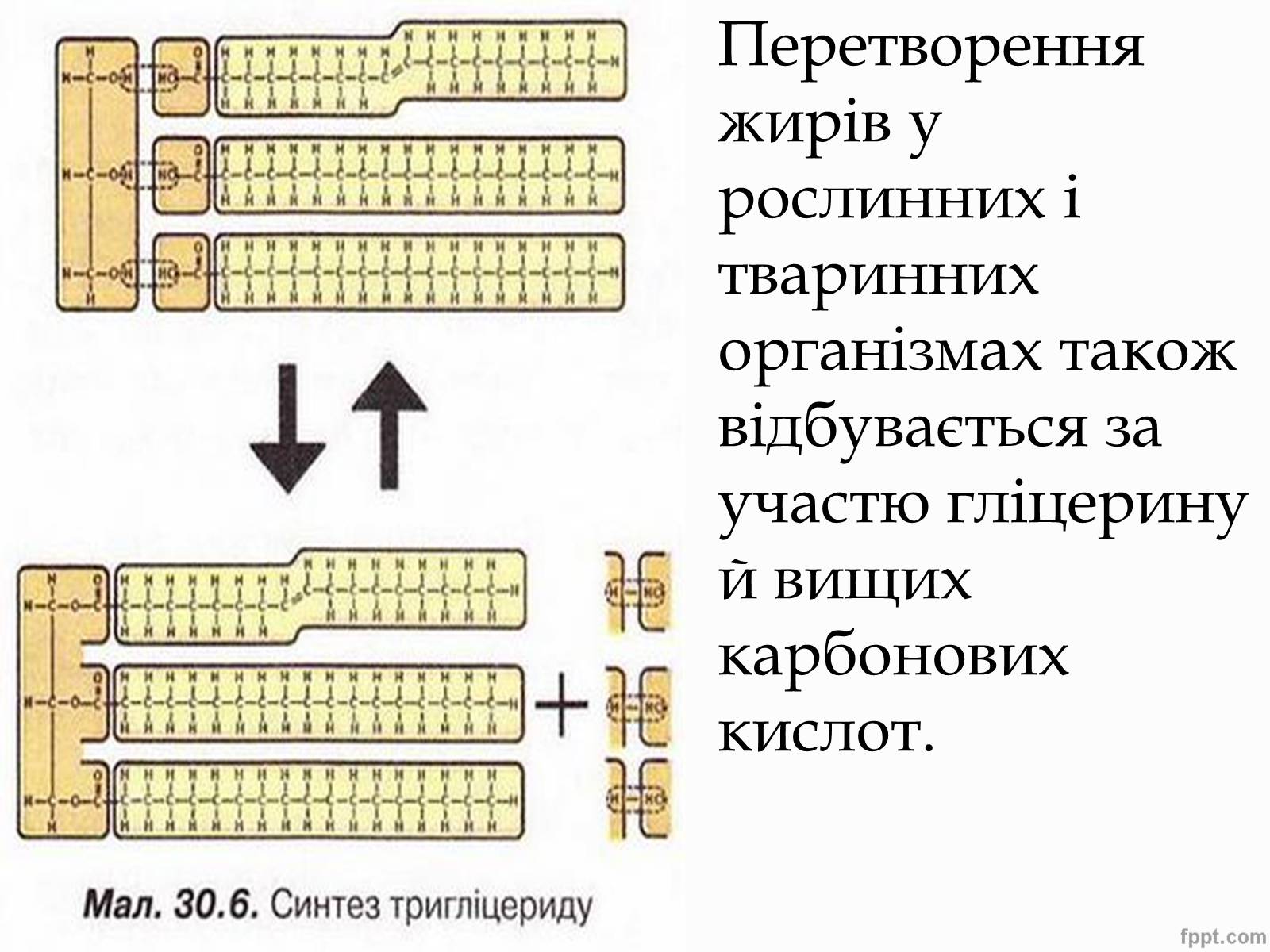 Презентація на тему «Перетворення в організмі жирів» - Слайд #7