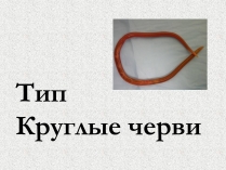 Презентація на тему «Тип Круглые черви» (варіант 2)