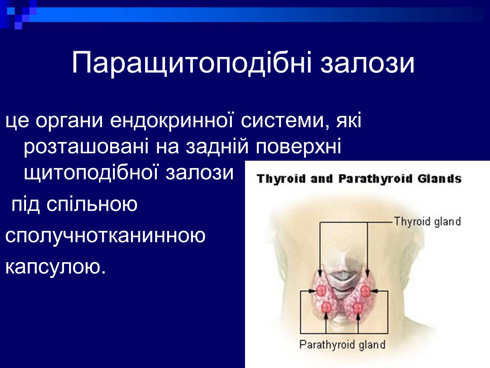 Презентація на тему «Паращитоподібні залози» - Слайд #2