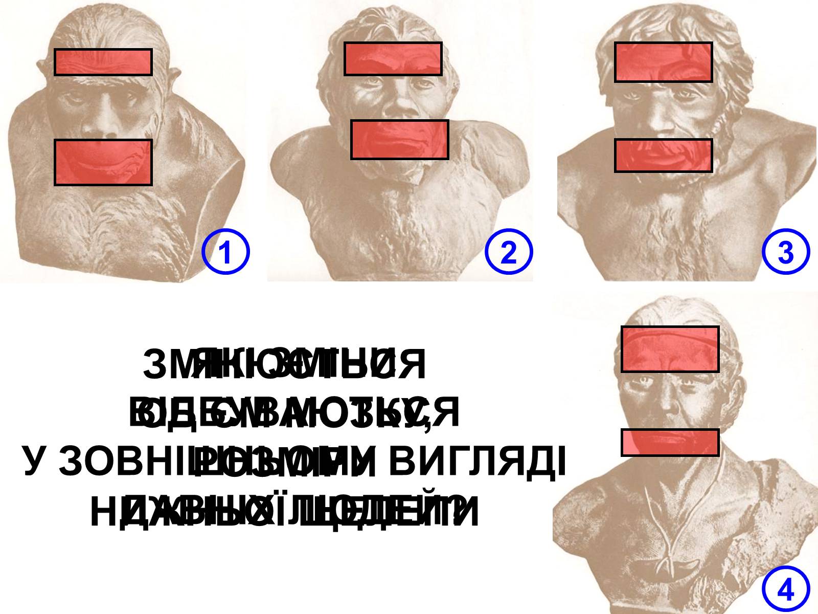 Презентація на тему «Господарство кам&#8217;яного віку» - Слайд #13