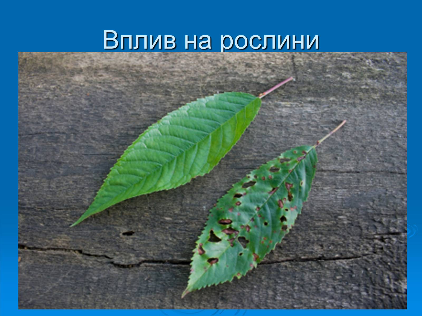 Презентація на тему «Кислотні дощі» (варіант 1) - Слайд #17