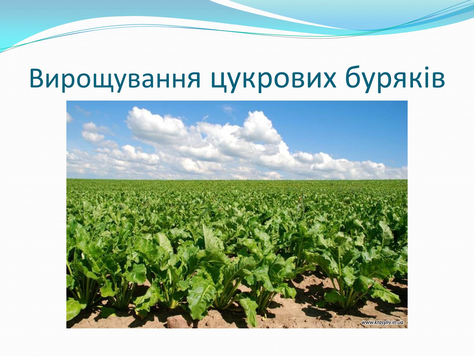 Презентація на тему «Цукрова промисловість в Україні» - Слайд #3