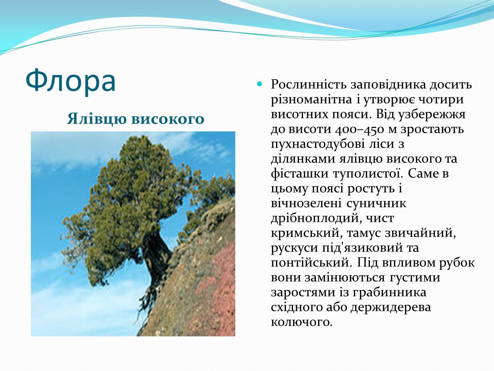 Презентація на тему «Ялтинський гірсько-лісовий природний заповідник» - Слайд #4