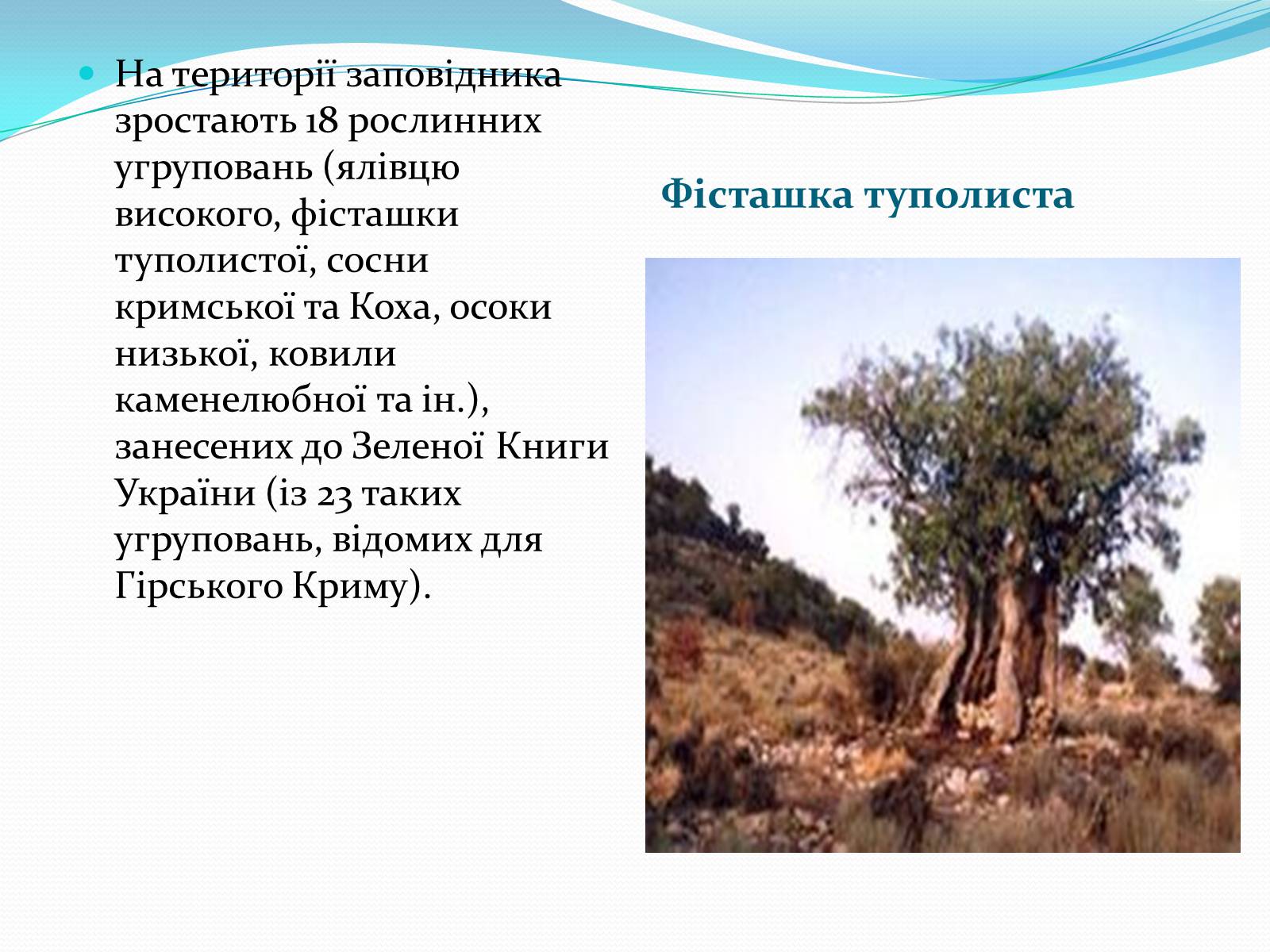 Презентація на тему «Ялтинський гірсько-лісовий природний заповідник» - Слайд #5