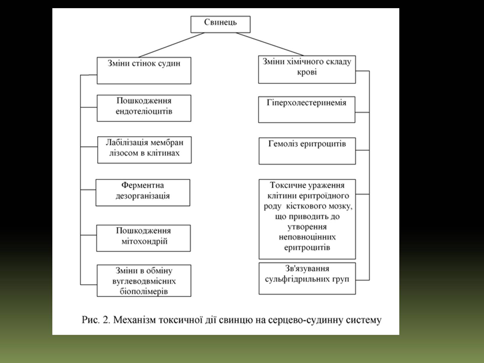 Презентація на тему «Вплив на людський організм антропогенних порушень біосфери» - Слайд #21