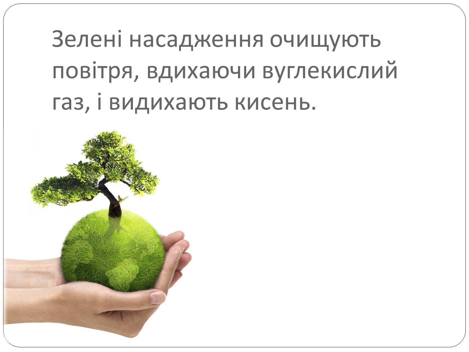 Презентація на тему «Вплив зелених насаджень на загазованість міста Броди» - Слайд #14