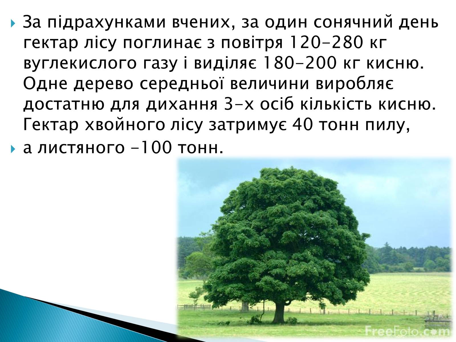 Презентація на тему «Вплив зелених насаджень на загазованість міста Броди» - Слайд #16