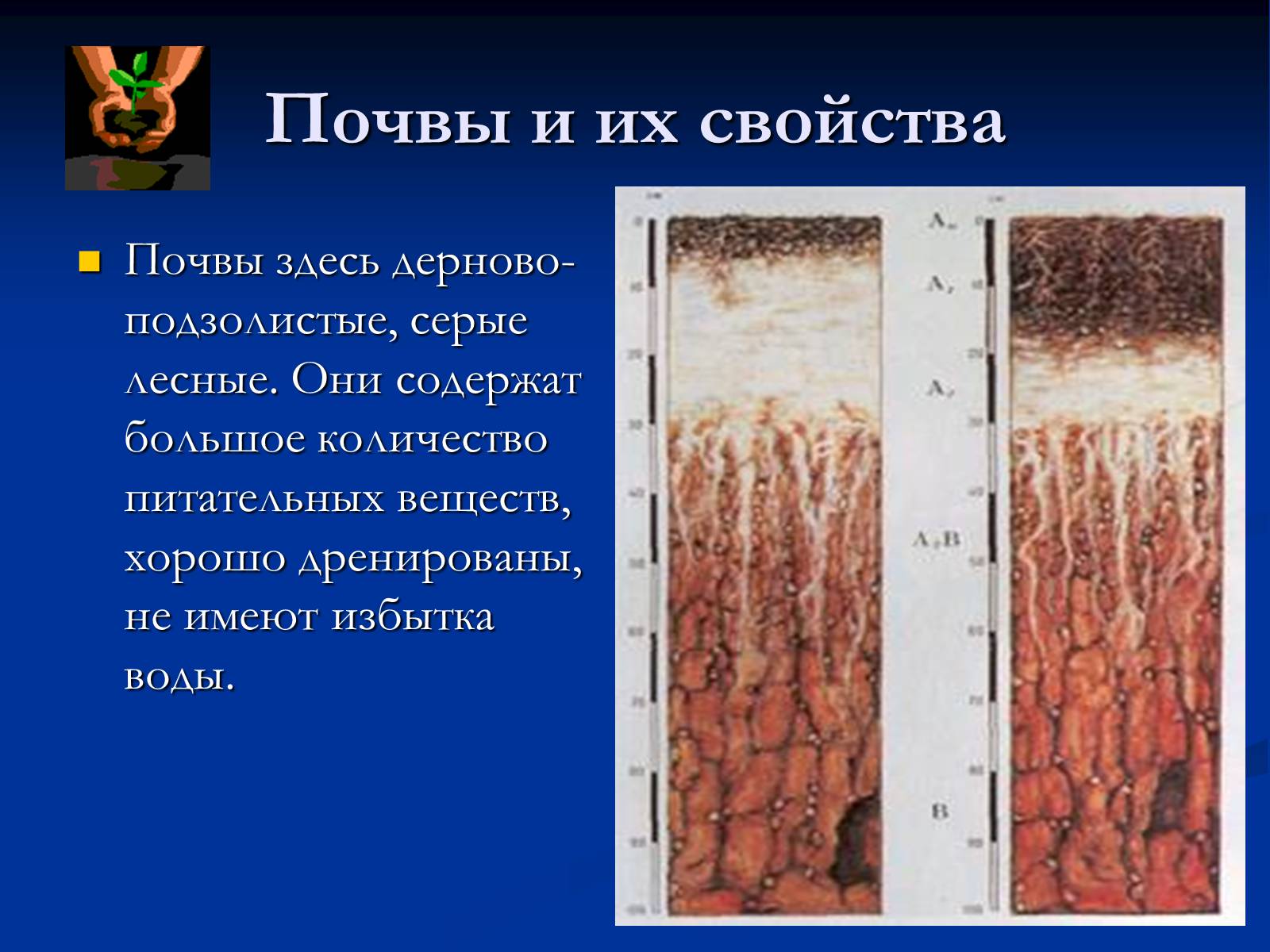 Презентація на тему «Природная зона смешанных и широколиственных лесов» - Слайд #5