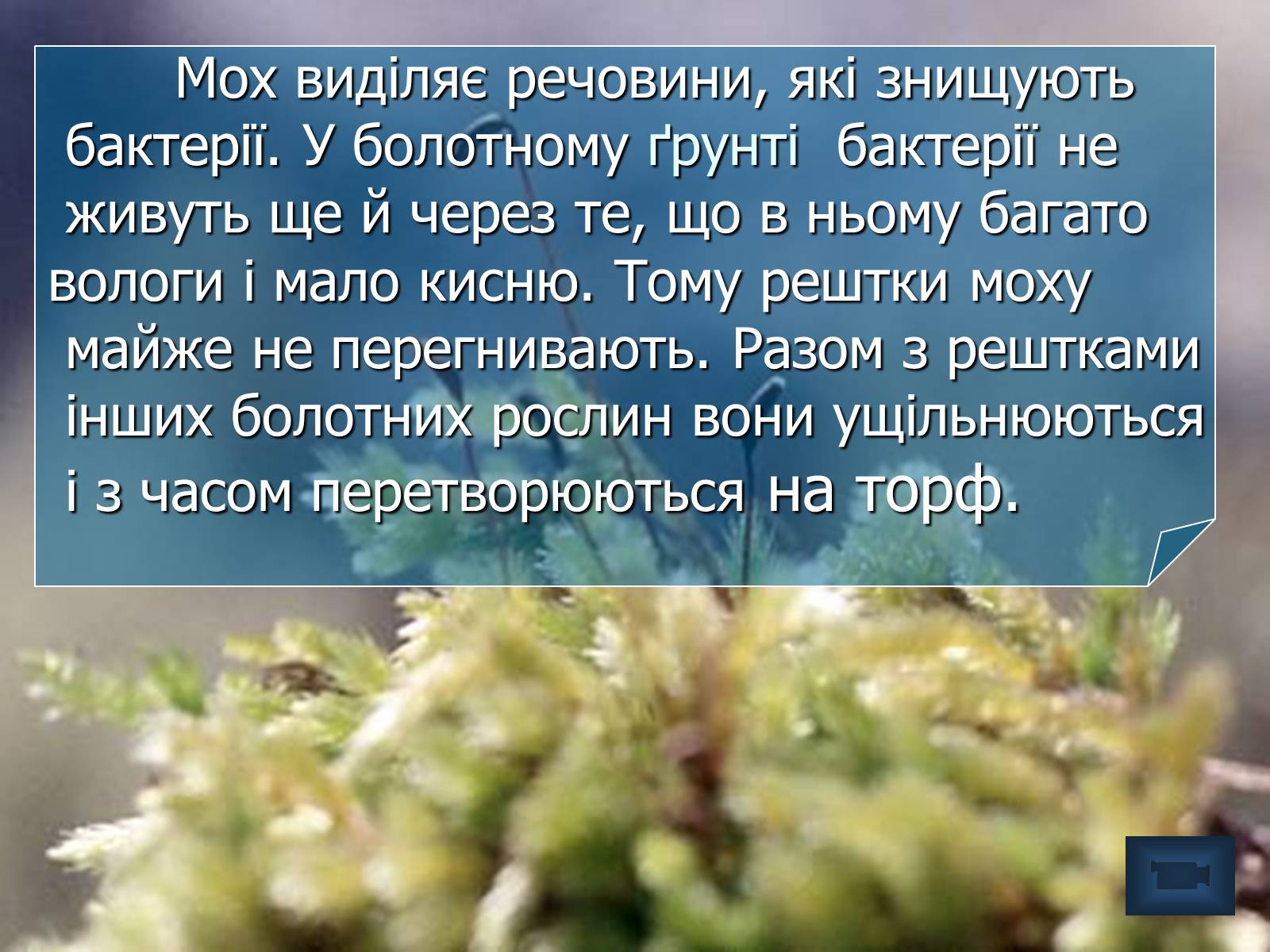 Презентація на тему «Болото» - Слайд #15